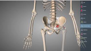 Bäcken osteologi och ligament [upl. by Igic]