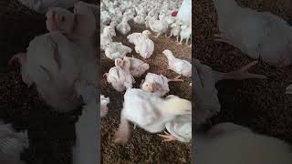 poultry farming chicken chicks [upl. by Norma]