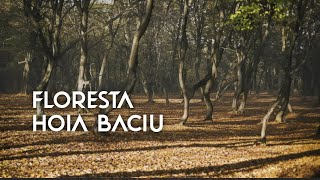 Floresta Hoia Baciu O Triângulo das Bermudas da Transilvânia [upl. by Griffy]