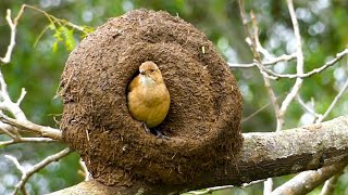 Amazing Bird Nesting  Engineer Bird Nesting Rufous Hornero BHR Natural Beauty [upl. by Odlaner204]