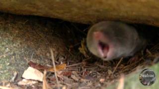 Shrew bites Chipmunks Tail [upl. by Niahs]