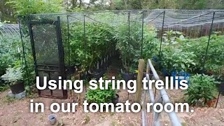 How we trellis tomatoes using tomato clips and string in our tomato room [upl. by Enineg]