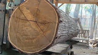 Biggest and most beautiful super acacia wood in sawmill 101 [upl. by Ieso]