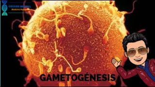 EMBRIOLOGIA  GAMETOGENESIS [upl. by Remde]