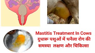 Mastitis Treatment In Cows  दुधारू पशुओं में थनैला रोग की समस्या और लक्षण  मधुवन पशु सेवा केन्द्र [upl. by Llerraf]