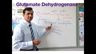 Glutamate Dehydrogenase Reaction Oxidative Deamination of Glutamate [upl. by Eelarual]