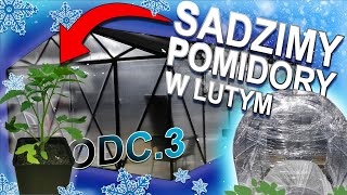 Amatorska Uprawa Warzyw Odc3  Sadzimy pomidory w szklarni w LUTYM [upl. by Allcot]