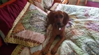 Redbone Coonhound puppy baying [upl. by Ahsienahs]