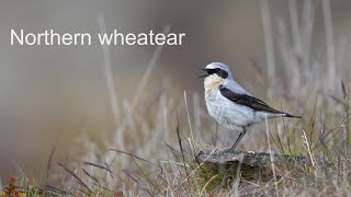 Northern wheatear [upl. by Taryne]