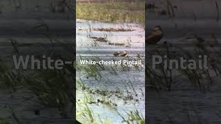 Whitecheeked Pintail [upl. by Lori]