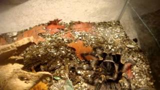 Tarantula Feeding Video 103  72 Inverts with the Huntsman Spiders [upl. by Aned]