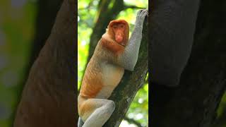 🐒 Wild Proboscis Monkey Encounter in Nature🌿 shorts [upl. by Coy]