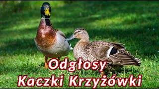 Odgłosy Kaczki Krzyżówki 🦆 dźwięki jakie wydaje kaczka krzyżówka [upl. by Arba]