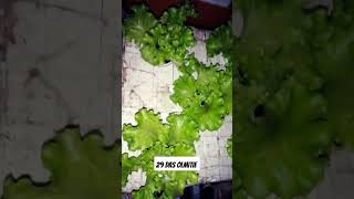 checkout my Hydroponically grown lettuce hydroponics kratkymethod lettuce thanksforwatching [upl. by Feinstein]