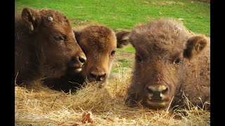 Pasado y presente de los bisontes en la Sierra de Atapuerca [upl. by Titus]