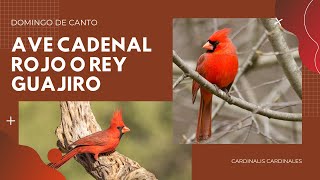 AVE CARENAL ROJO O REY GUAJIRO EN CANTO CARDINALIS CARDINALIS [upl. by Pattin210]