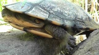 Longnecked Turtle Close Up [upl. by Aisila]