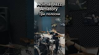 Animal Jazz feat Amatory  Три полоски drum cover [upl. by Aryad]