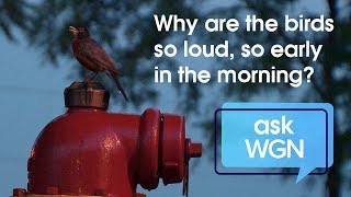 Why are the birds so loud so early in the morning [upl. by Merth517]