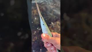 I CAUGHT A GARFISH while searching fishing in Dorset seafishingdorset fishingvideo [upl. by Ikciv542]