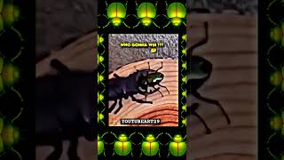 BEETLES FIGHTINGREAL BEETLE VS FAKE BEETLESEE WHO WINSBEETLE RUMBLE BEETLES R COOLBEETLEJUICE [upl. by Samala]