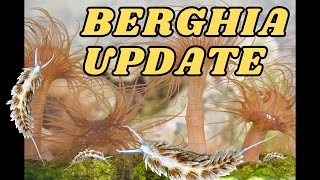 Berghia Nudibranchs Vs Aiptasia The Battle Updates [upl. by Hermes]