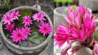 How to grow water lily on rooftop  Planting water lilies in pots at home [upl. by Bela]