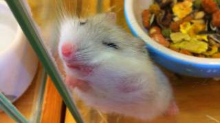 立ちながら寝るハムスター Hamster which stands and goes to sleep [upl. by Atsiuqal]