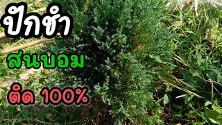 ปักชำต้นสนบอม ติด100 Platycladus orientalis cuttings [upl. by Nimzaj]