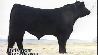 ABS Beef Sires 1994 [upl. by Ramar149]