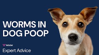 What Do Worms In Dog Poop Look Like Deworming Tapeworm Roundworm Hookworm and More [upl. by Norah]