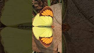 Yellow Orange Tip Ixias pyrene [upl. by Nal]