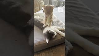 This cat gave another cat a muchneeded back massage cats [upl. by Ariek]