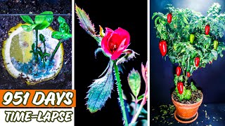 951 Days Time Lapse of Plants Growing Compilation [upl. by Roberto535]