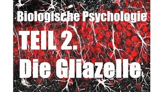 Die Gliazelle Teil 2 Biologische Psychologie [upl. by Tarah]