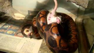 Brazilian rainbow boa Epicrates cenchria feeding a rat [upl. by Dusza711]