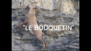 quotVIE SAUVAGEquotLE BOUQUETIN [upl. by Holbrook560]