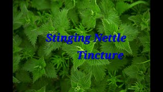 Stinging Nettle Tincture [upl. by Bolitho]