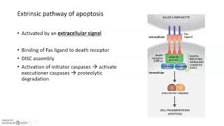 Cell Death Extrinsic and Intrinsic Apoptotic Pathways [upl. by Ogu262]