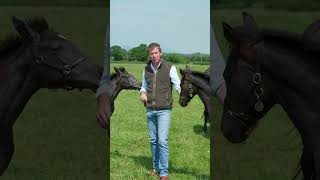 What are Black Type races in horse racing TrackTalk  Shorts Ascot [upl. by Letta]