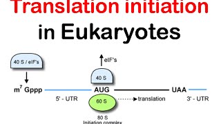 Translation initiation in eukaryotes  eukaryotic translation lecture 1 [upl. by Atikel925]