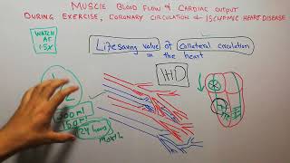 CVS physiology 200  Lifesaving role of collateral circulation in heart [upl. by Saudra981]