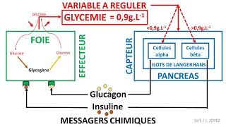 La régulation de la glycémie [upl. by Nagle]