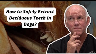 How to Safely Extract Deciduous Teeth in Dogs [upl. by Shirlie]