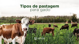 Tipos de Pastagens para Gado [upl. by Anovahs]