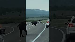 Why Did The Bison Cross The Road Bison in The Grand Tetons shorts bison travel vanlife [upl. by Dnomzed]