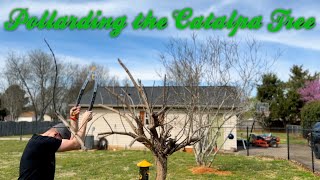 The Catalpa Tree Pollarding or Pruning [upl. by Alocin]