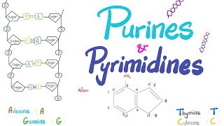 Purines Pyrimidines Nucleotides Nucleosides DNA RNA Denaturation amp Annealing [upl. by Annawahs]