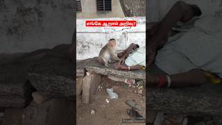 ஒருவழியா காப்பாத்தியாச்சுSnake🔥RatsnakeFriendAgriculturehelpAyyappaSabarimalaiChennaiflood⚡ [upl. by Mycah]