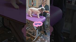 LhasaApsodog grooming haircut CUTE [upl. by Ophelie258]